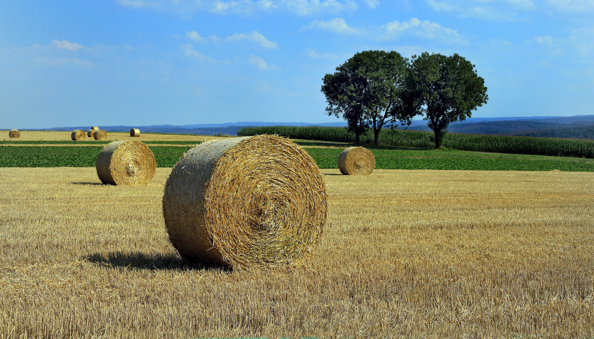 Silageballen auf dem Feld, in der Soester Börde 