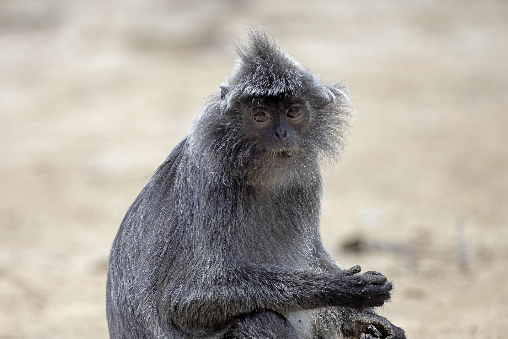 Silbener Haubenlangur