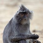 Silbener Haubenlangur