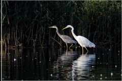 Silber (Ardea alba)+ Graureiher(Ardea cinerea)