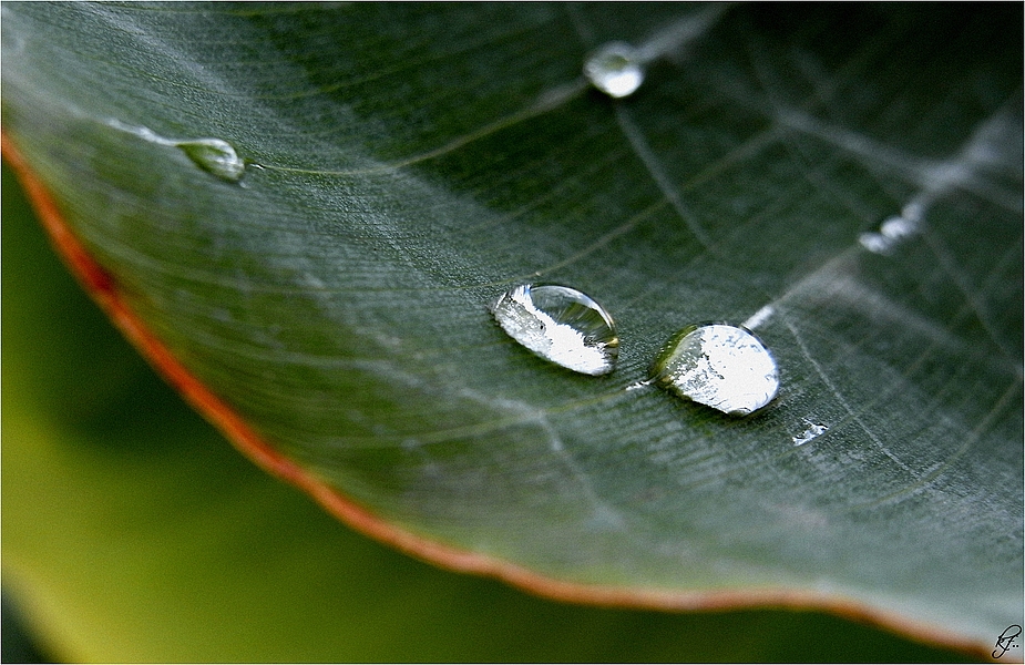 ~ silber auf grün ~