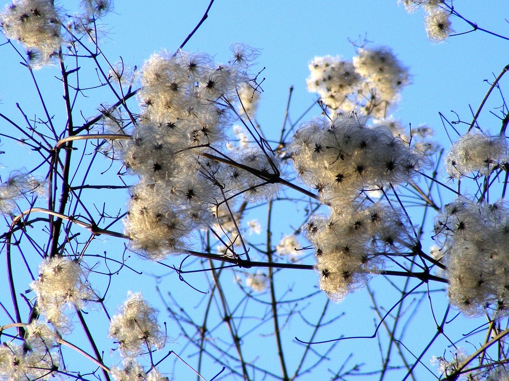 Silber-Blick