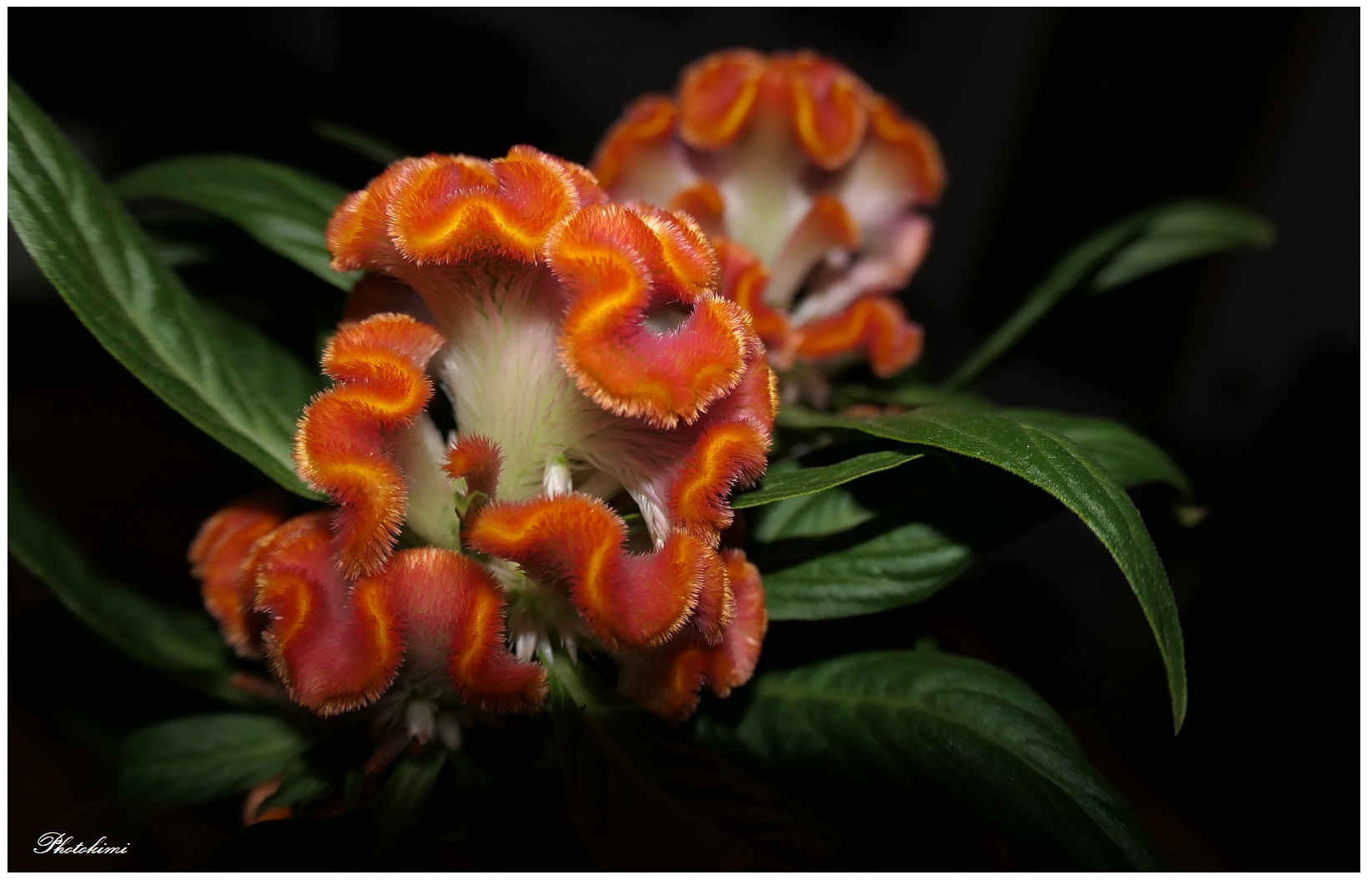 Silber-Brandschopf (Celosia argentea)