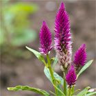 Silber-Brandschopf (Celosia argentea)