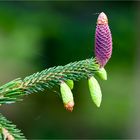 Silber Fichte (Picea brachytyla)