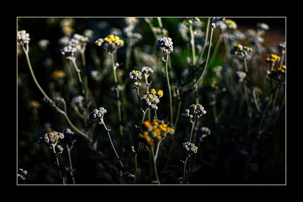 ....Silber-Greiskraut....