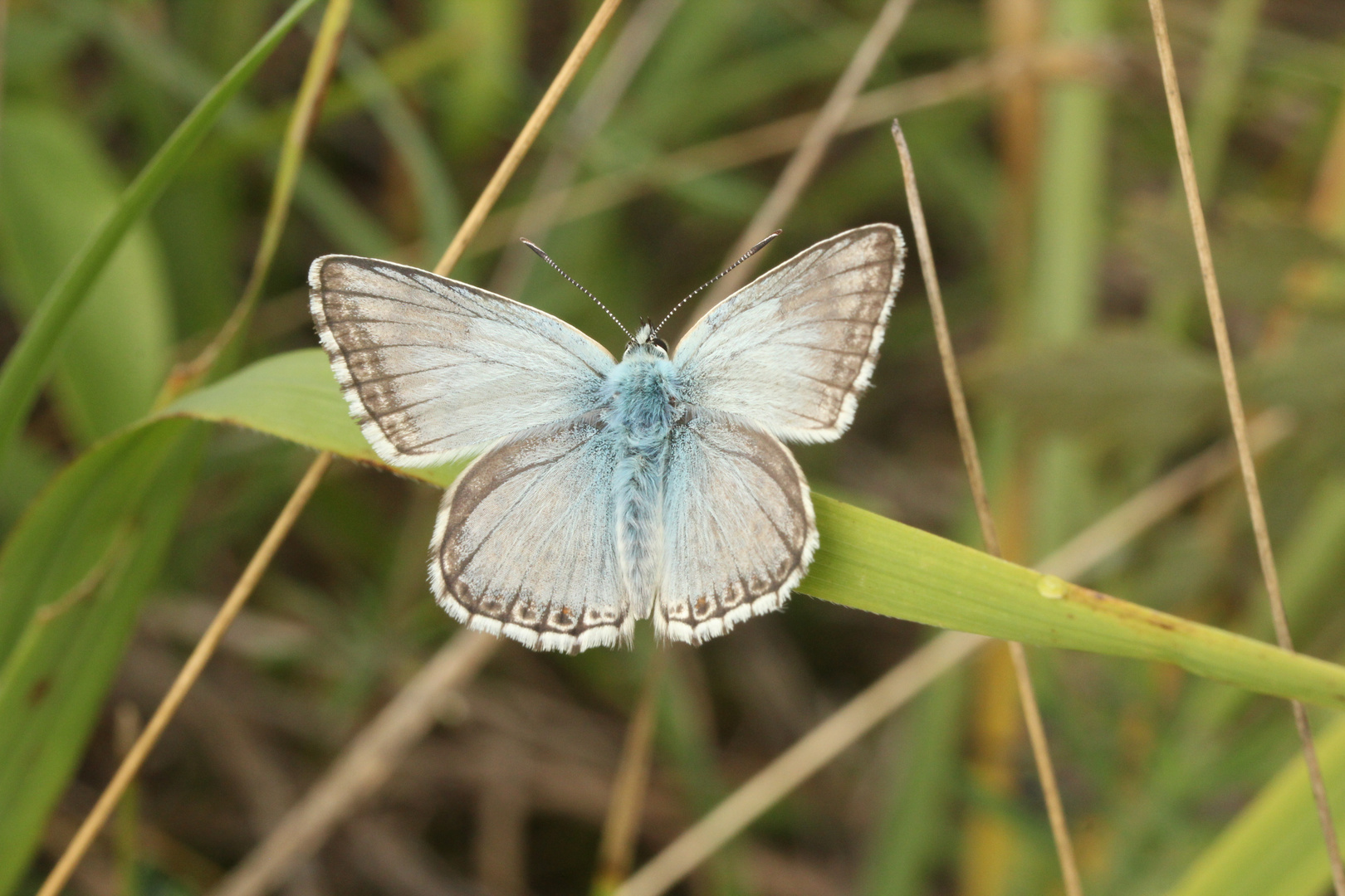 silber grün blau