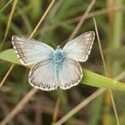 silber grün blau