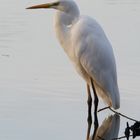 SILBER IM TÜMPEL 