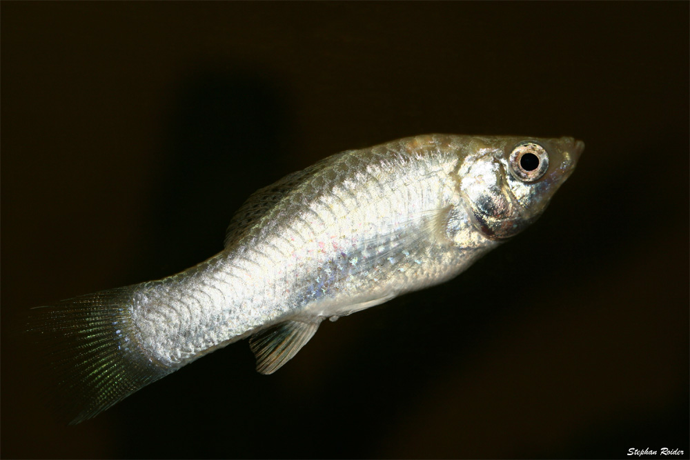 Silber Molly - Lebendgebärender Zahnkarpfen - Poecilia sphenops var.