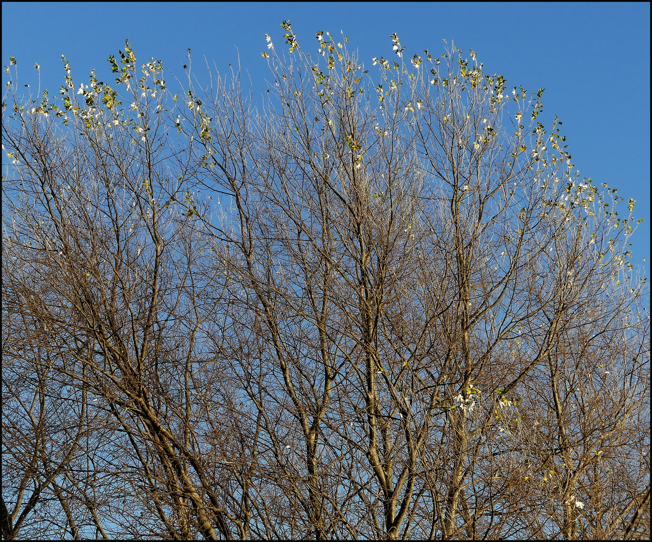 Silber- oder Weißpappel