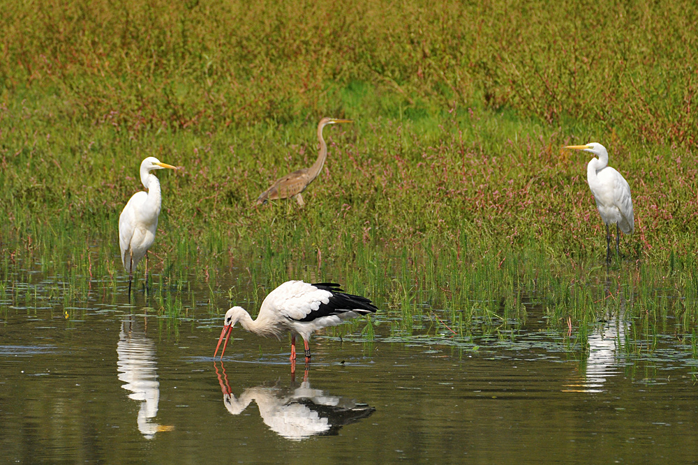 Silber – Purpur - Storch