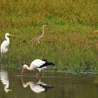 Silber – Purpur - Storch