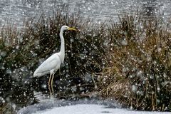 Silber Reiher (Ardea alba) im Schneegestöber