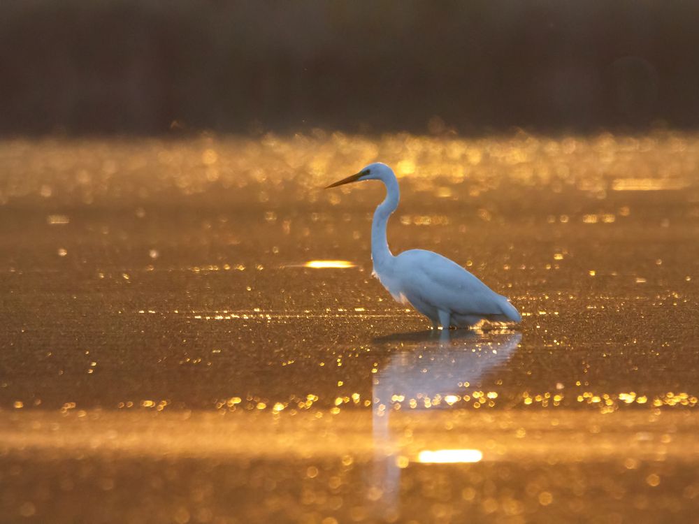 Silber und Gold