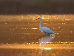 Silber und Gold