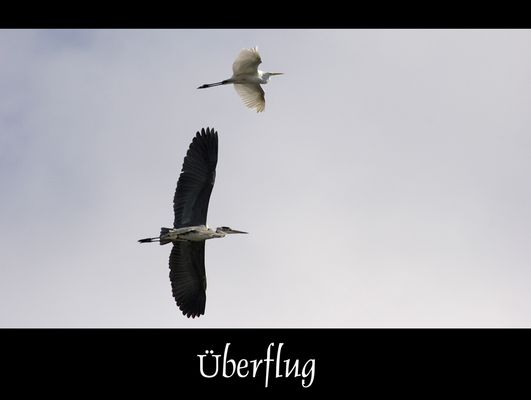 Silber- und Graureiher...