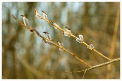 Silber- Weide (Salix alba)