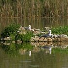 Silber, Weisskopf, Steppen oder Mittelmeer