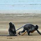 Silberaffen mit Baby am Strand