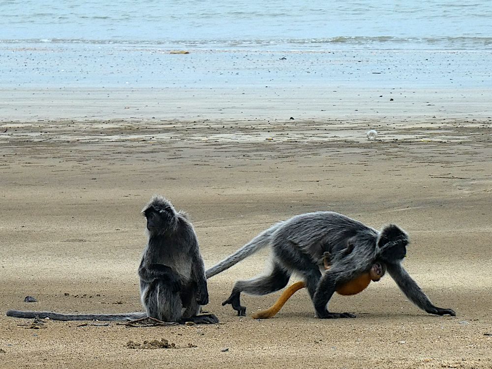 Silberaffen mit Baby am Strand