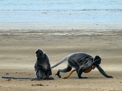 Silberaffen mit Baby am Strand