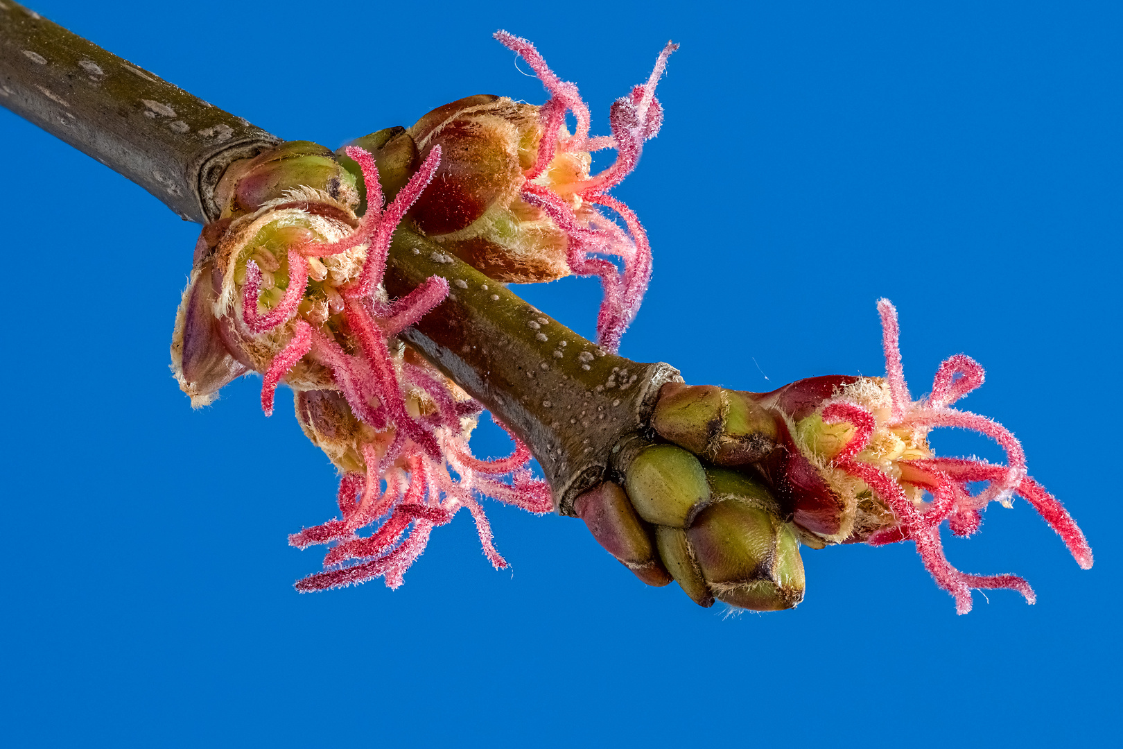 Silberahorn weibliche Blüten