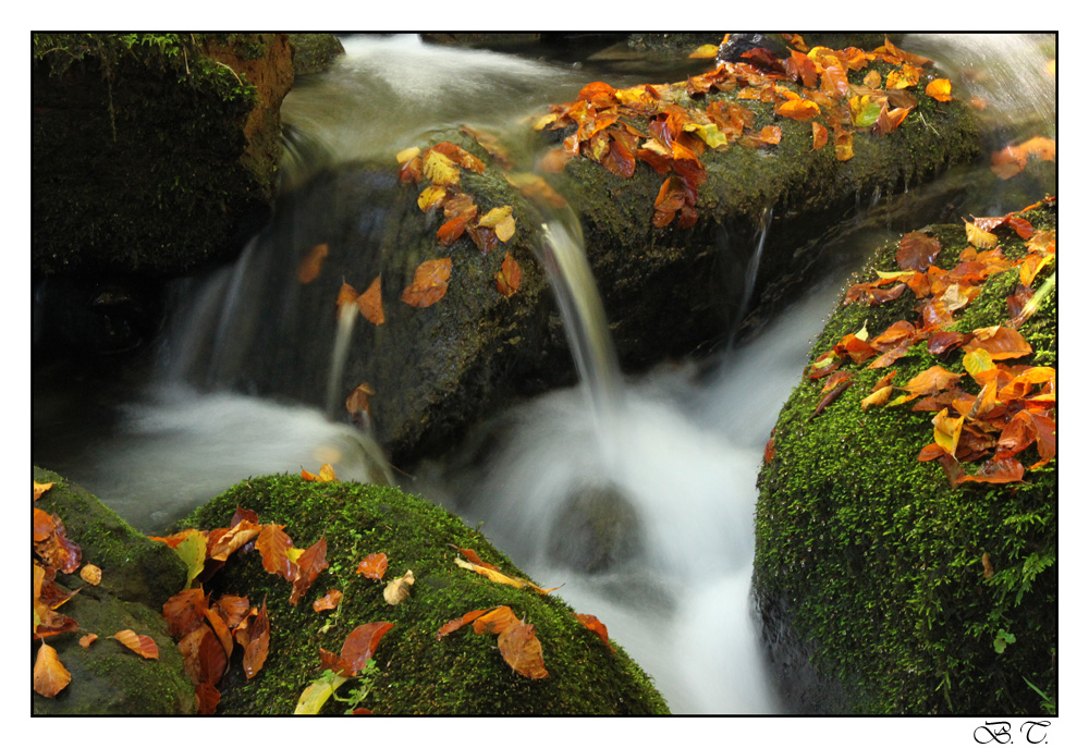 Silberbach im Herbst