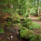 Silberbachtal im Herbst mit Moos, Wasser, Wald