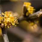 Silberblättrige Büffelbeere (Shepherdia argentea)