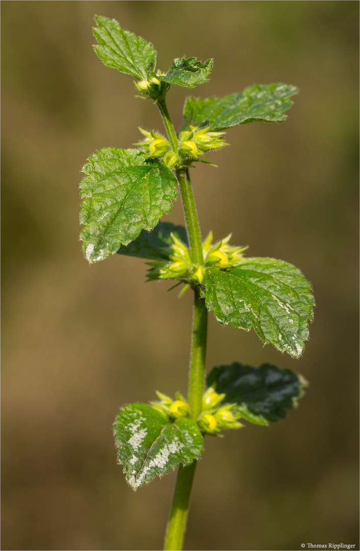 Silberblättrige Gold Taubnessel (Lamium argentatum) ..