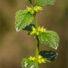 Silberblättrige Gold Taubnessel (Lamium argentatum) ..