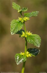 Silberblättrige Gold Taubnessel (Lamium argentatum) ...