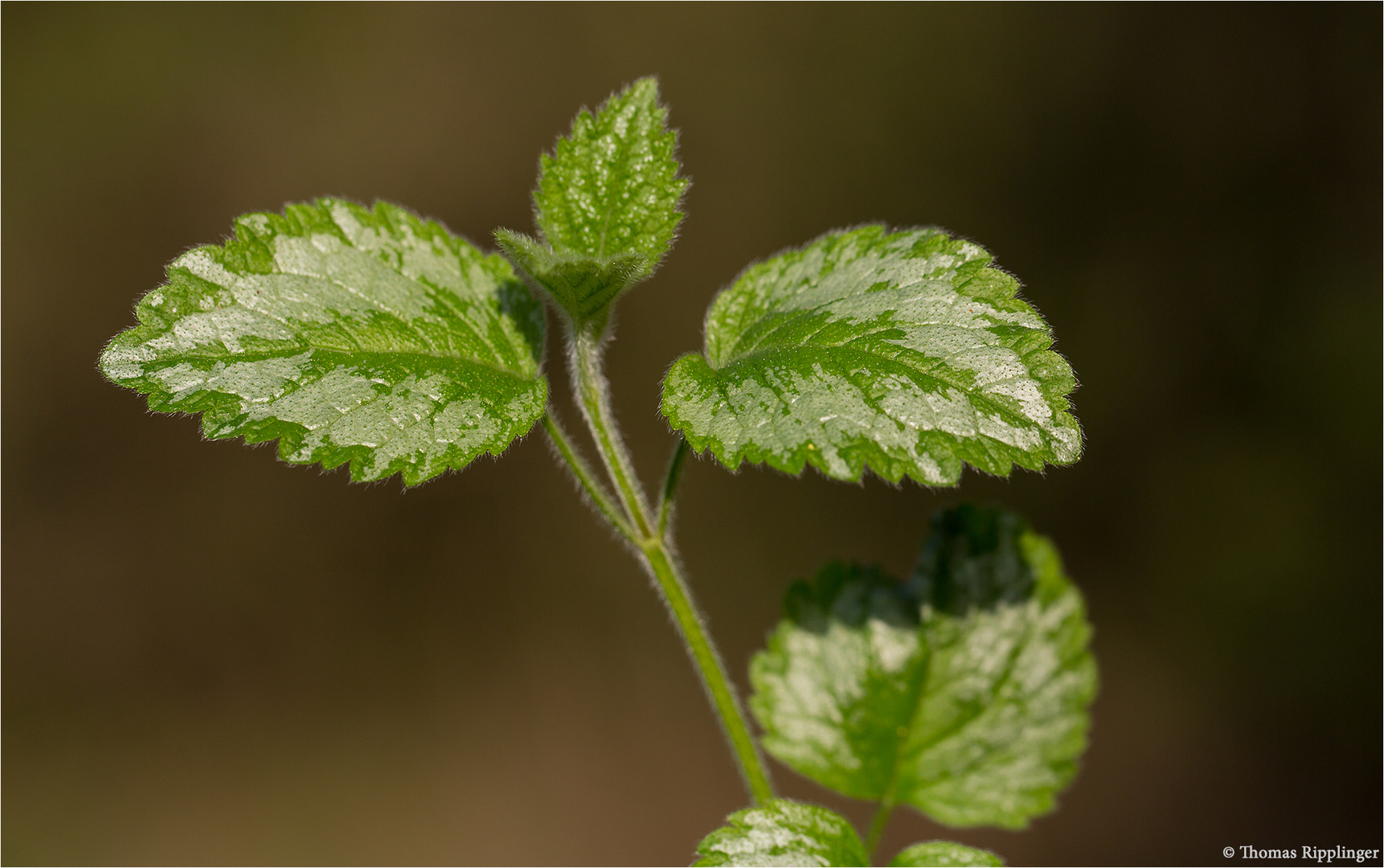 Silberblättrige Gold Taubnessel (Lamium argentatum)