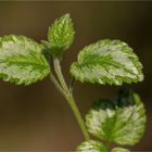 Silberblättrige Gold Taubnessel (Lamium argentatum)