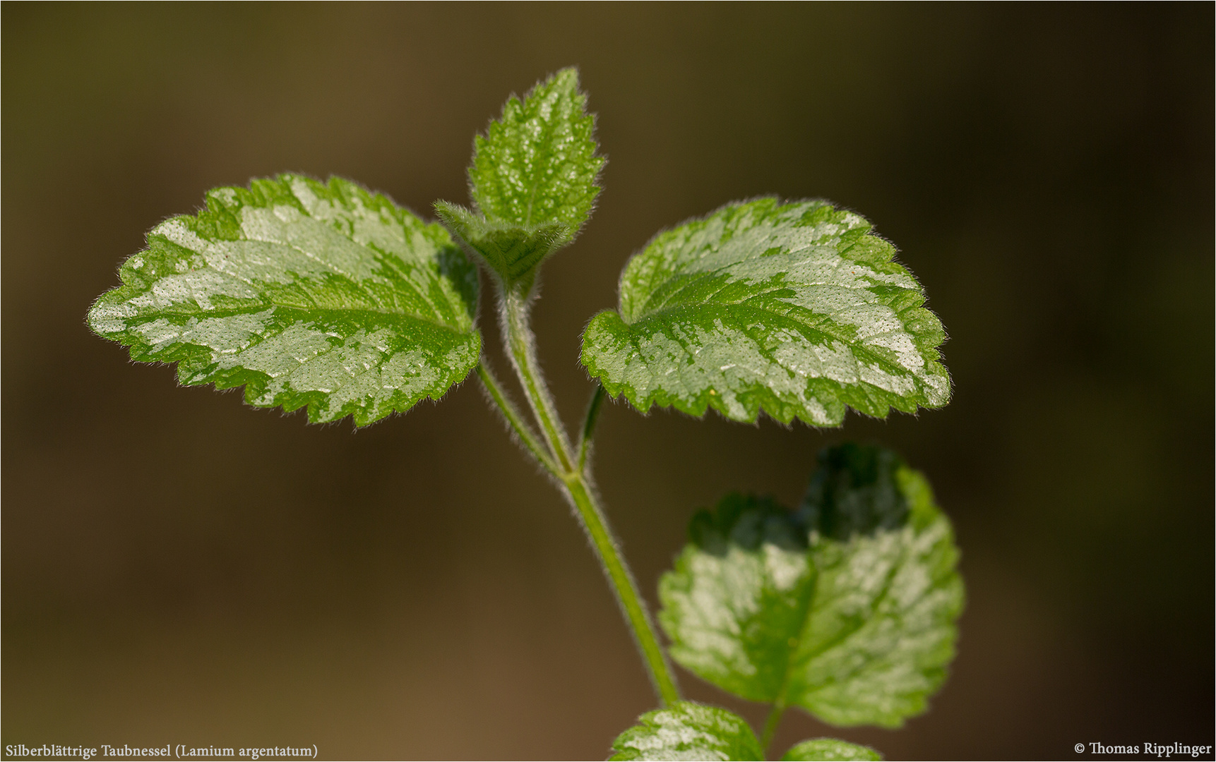 Silberblättrige Gold Taubnessel (Lamium argentatum) .