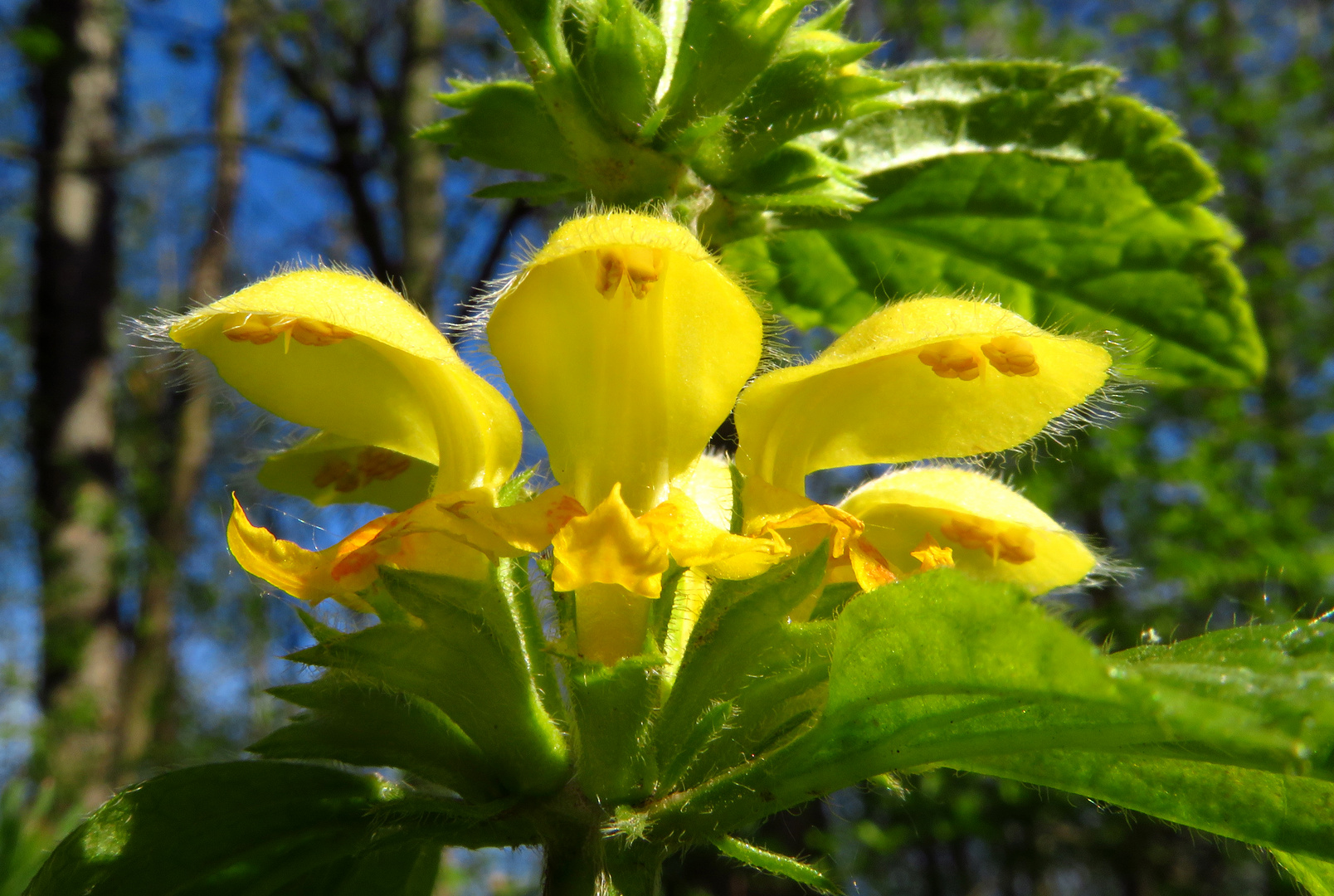 Silberblättrige Goldnessel, Lamium argentatum