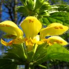 Silberblättrige Goldnessel, Lamium argentatum