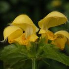 Silberblättrige Goldnessel (Lamium argentatum) im heimischen Garten