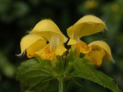 Silberblättrige Goldnessel (Lamium argentatum) im heimischen Garten