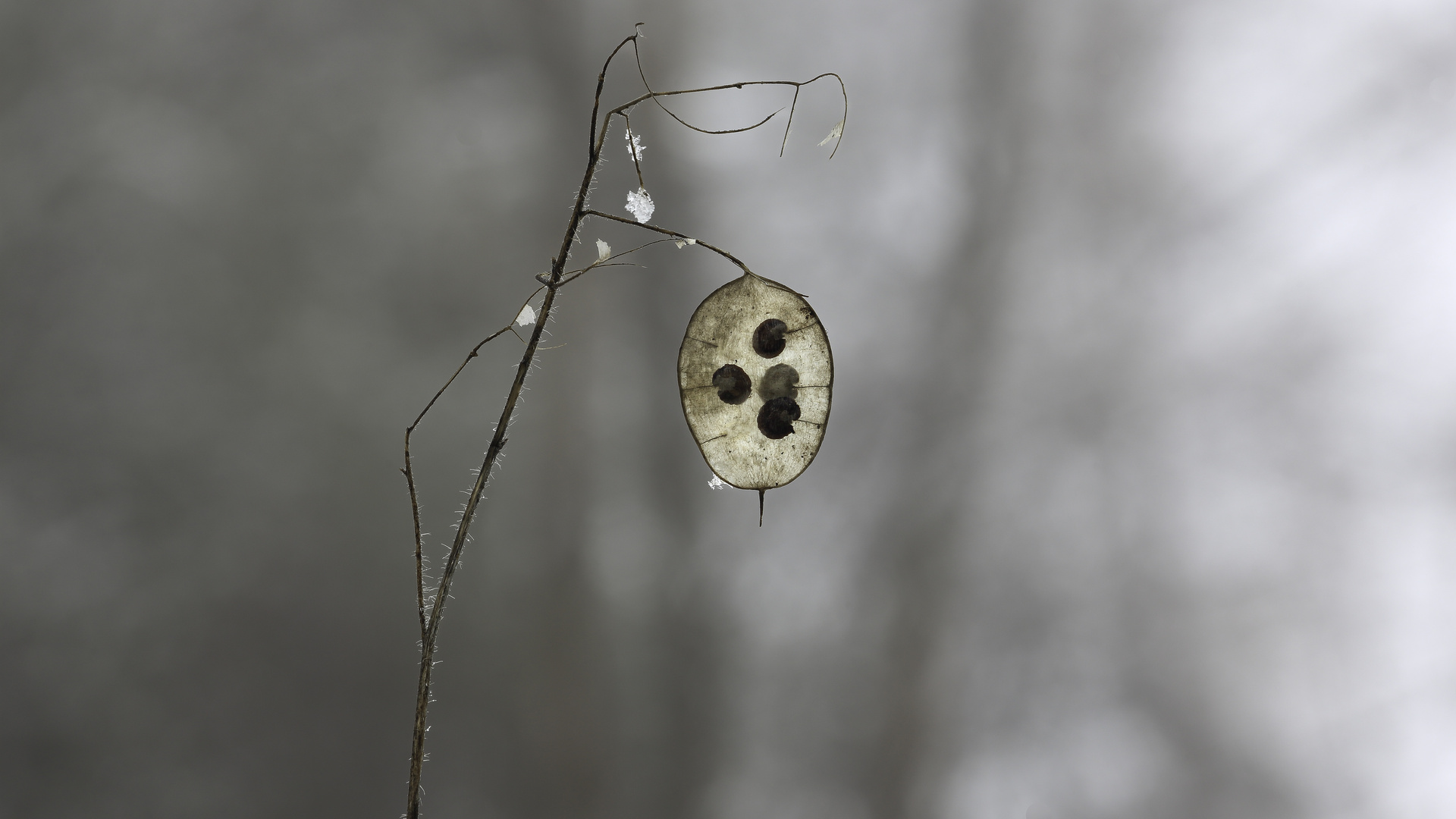 Silberblatt ,ein kleiner Lichtblick im Wintergrau