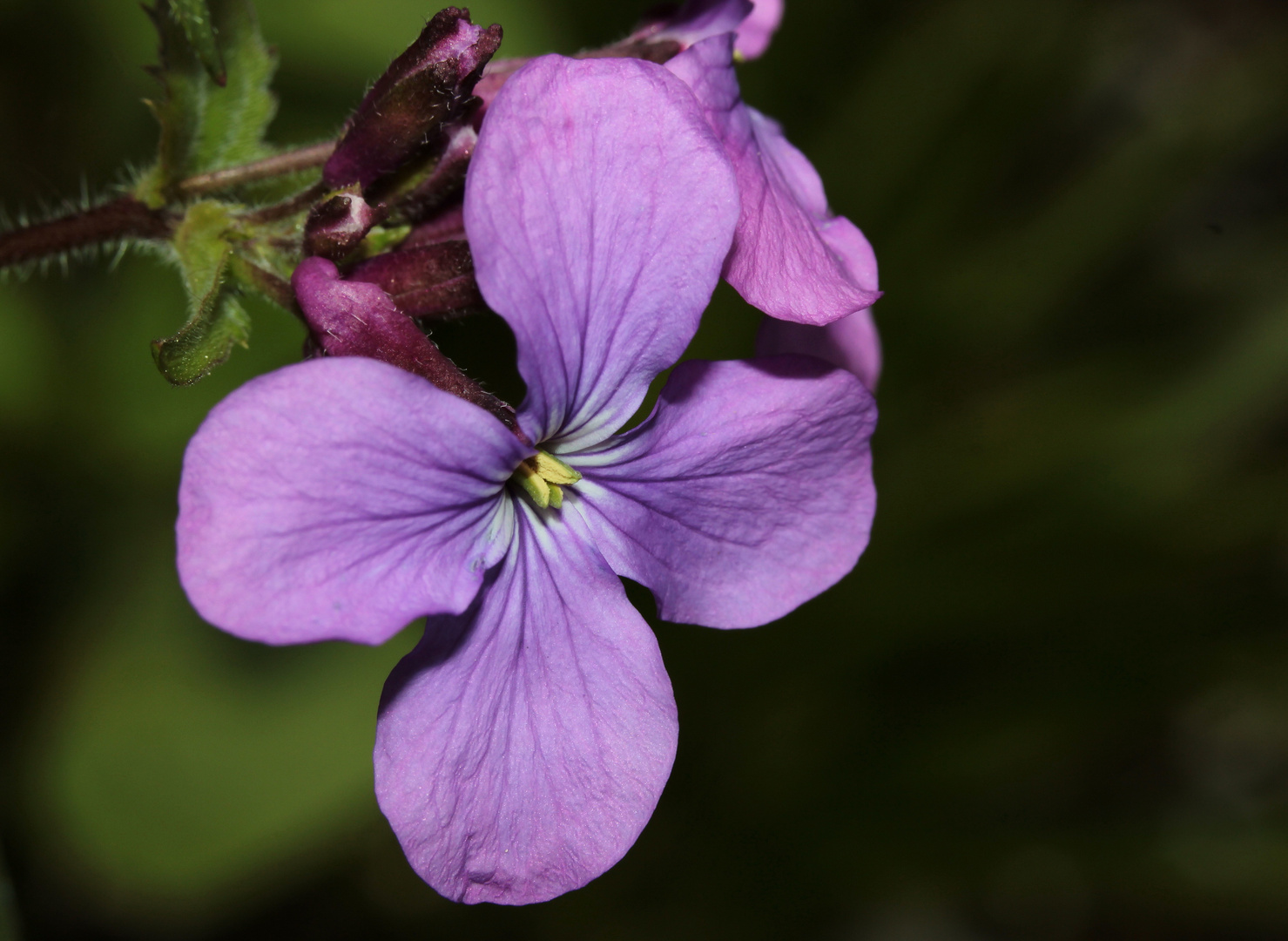 Silberblatt (Lunaria annua)...