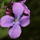 Silberblatt (Lunaria annua)...