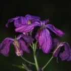 Silberblattblüten, leicht angewelkt