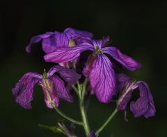 Silberblattblüten, leicht angewelkt