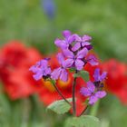 Silberblattblüten zum Blümchenmittwoch