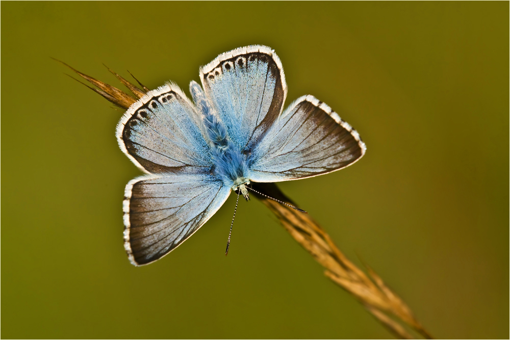 ~ Silberblau ~