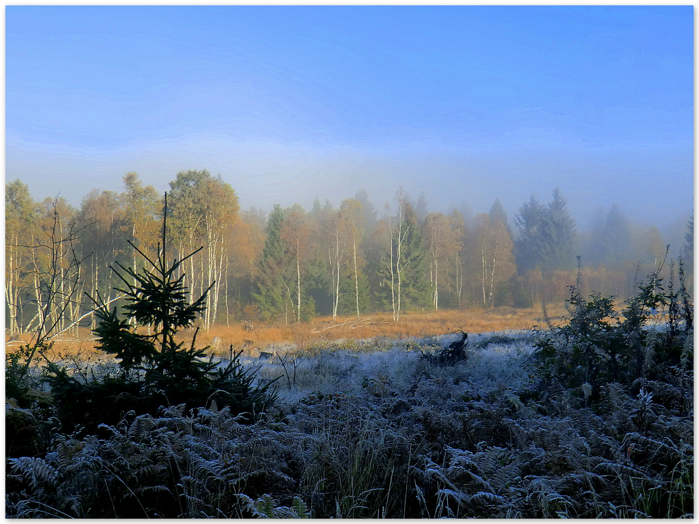 Silberborner Moor