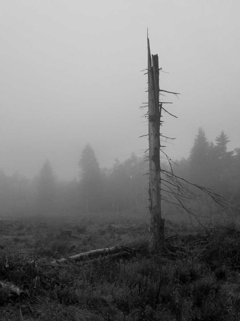 Silberborner Moor Mecklenbruch im Solling