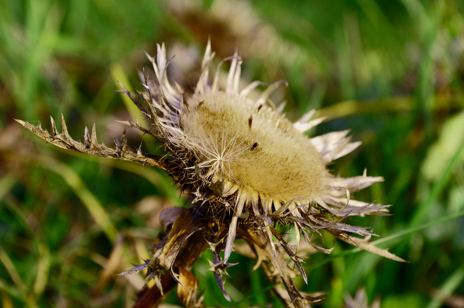 Silberdistel